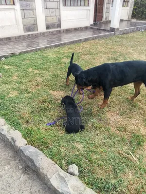1-3 months Female Purebred Rottweiler