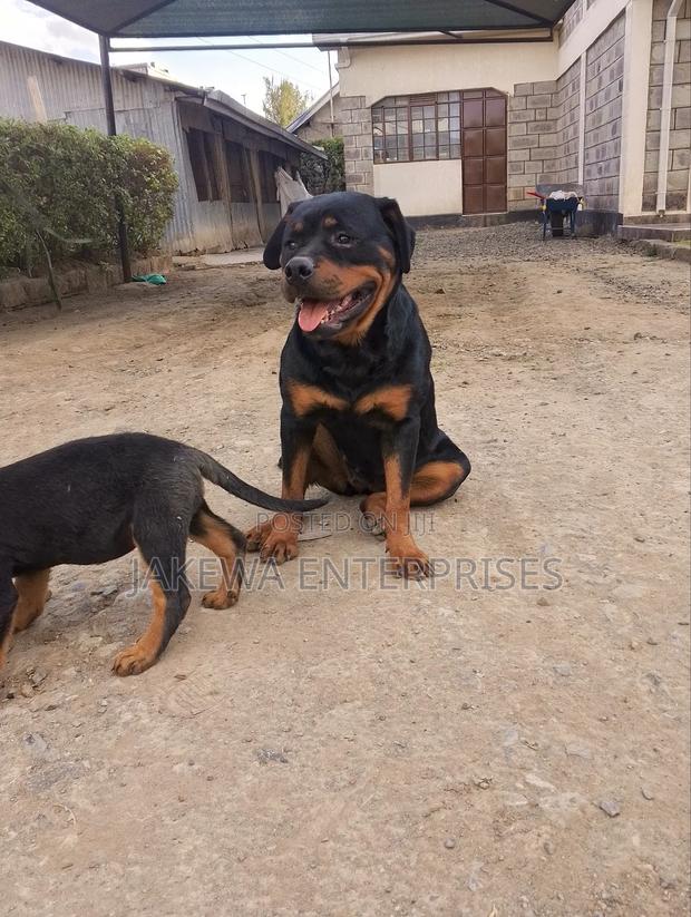 1-3 months Female Purebred Rottweiler - thumbnail 2