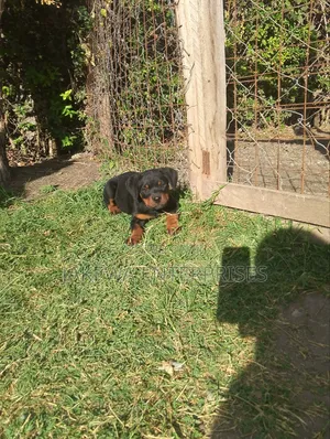 1-3 months Male Purebred Rottweiler