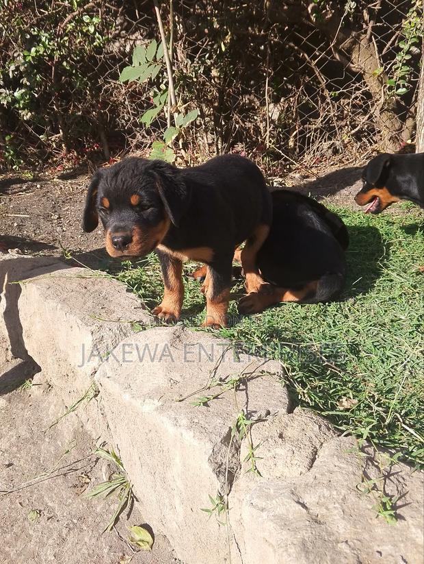 1-3 months Female Purebred Rottweiler - main view