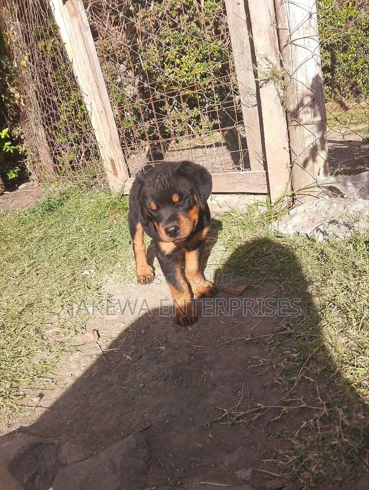 1-3 months Female Purebred Rottweiler