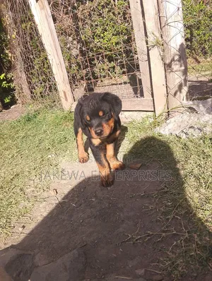 1-3 months Female Purebred Rottweiler