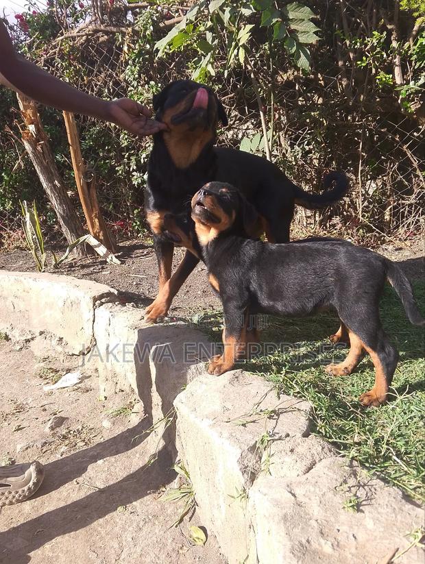 1-3 months Female Purebred Rottweiler - main view
