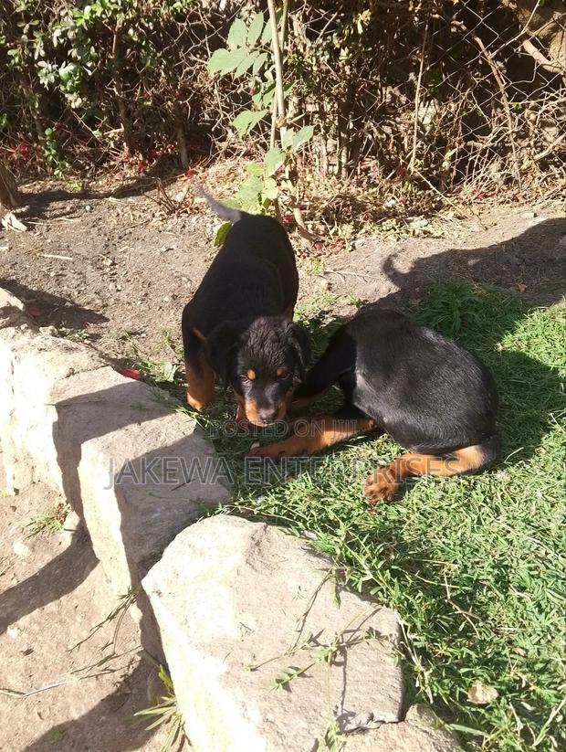 1-3 months Female Purebred Rottweiler - thumbnail 2