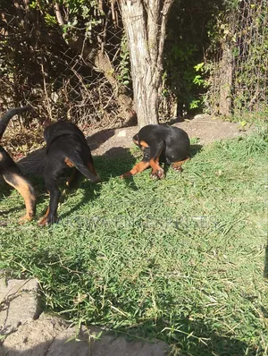 1-3 months Female Purebred Rottweiler