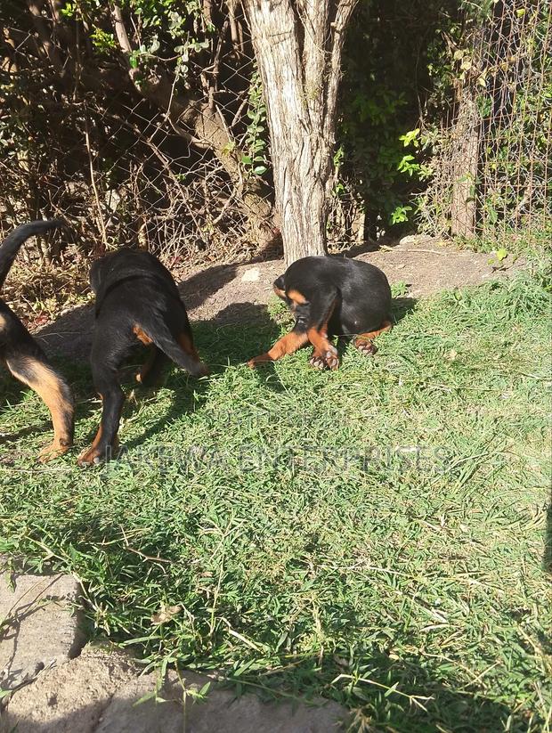 1-3 months Female Purebred Rottweiler - thumbnail 3