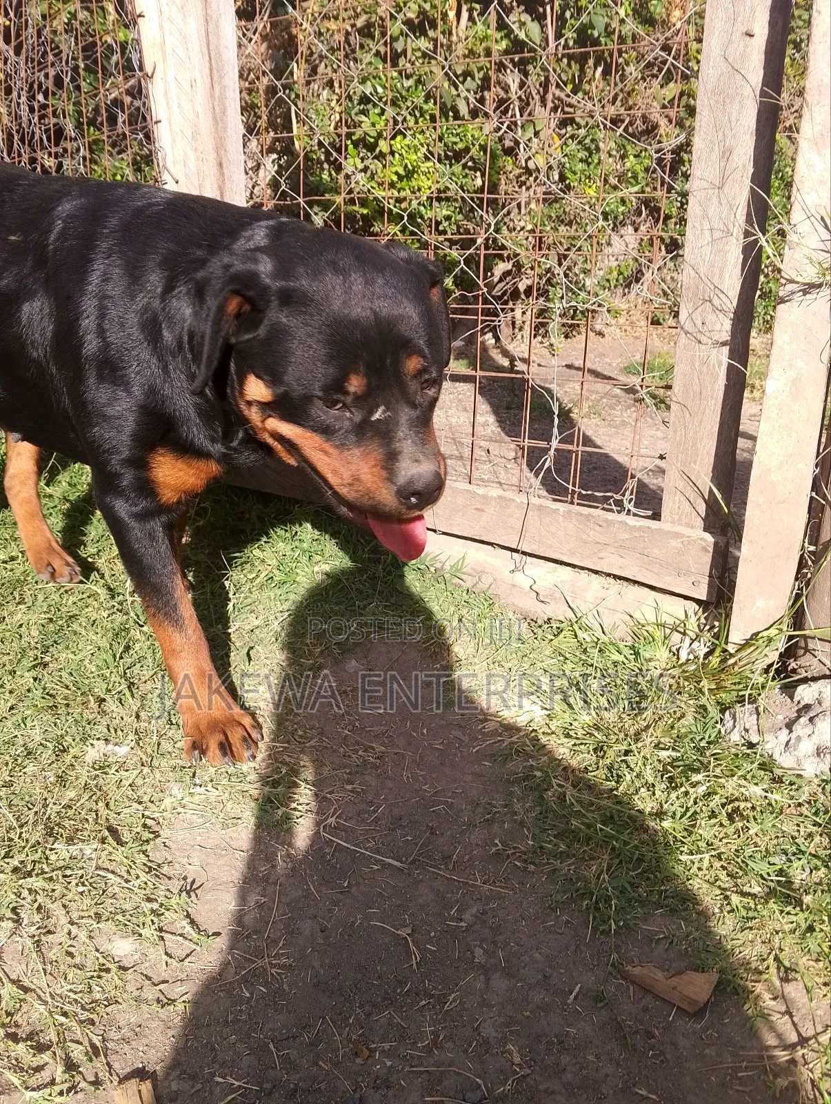 1-3 months Female Purebred Rottweiler