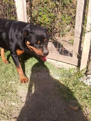 1-3 months Female Purebred Rottweiler