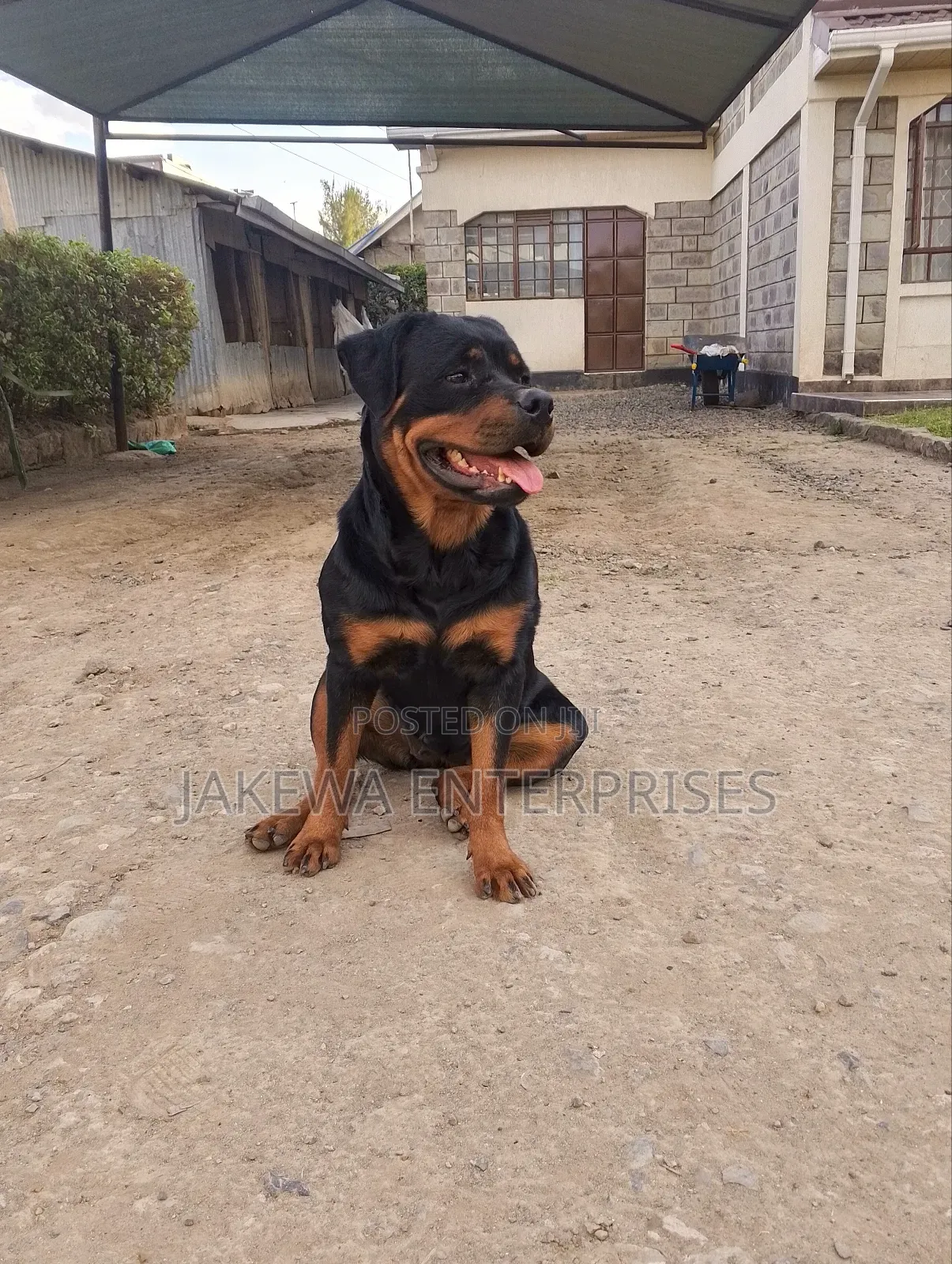 1-3 months Female Purebred Rottweiler