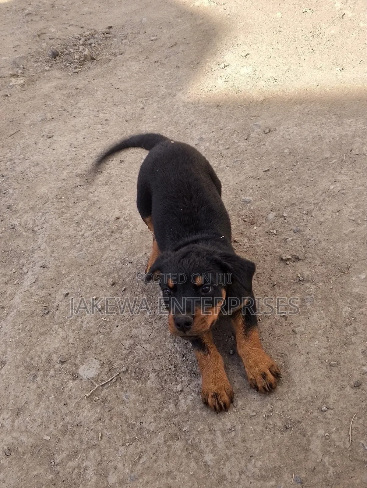 1-3 months Female Purebred Rottweiler