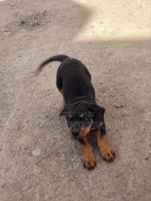 1-3 months Female Purebred Rottweiler