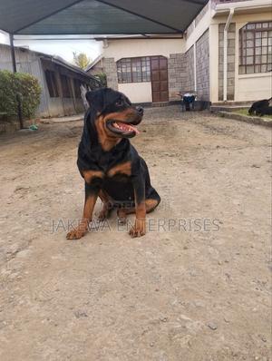 1-3 months Male Purebred Rottweiler - thumbnail 2