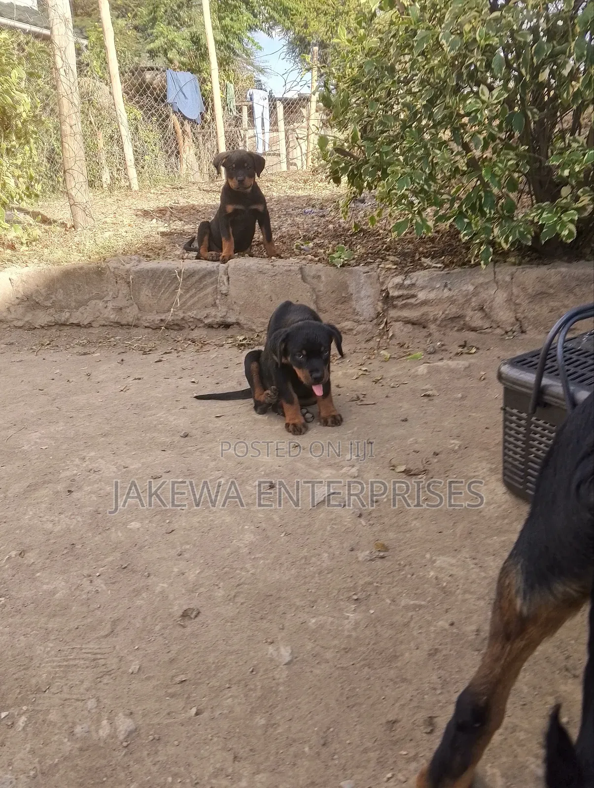1-3 months Male Purebred Rottweiler