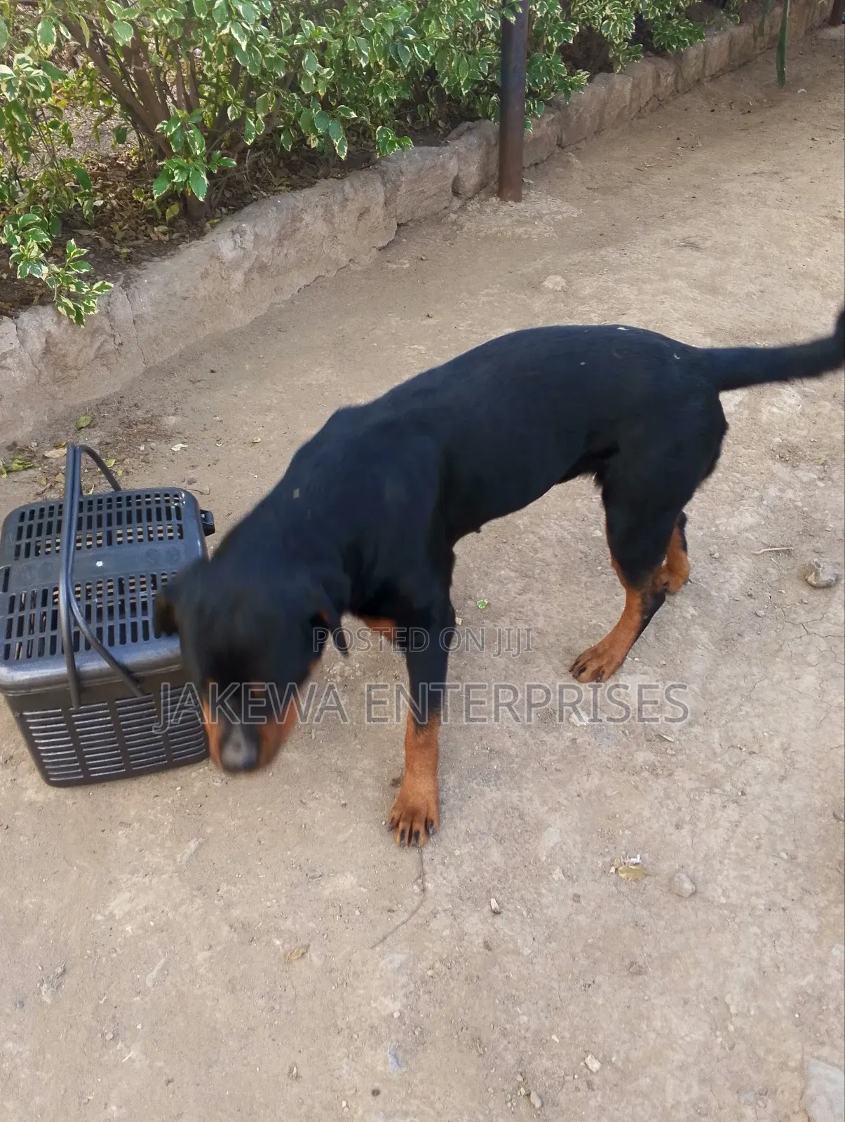 1-3 months Female Purebred Rottweiler