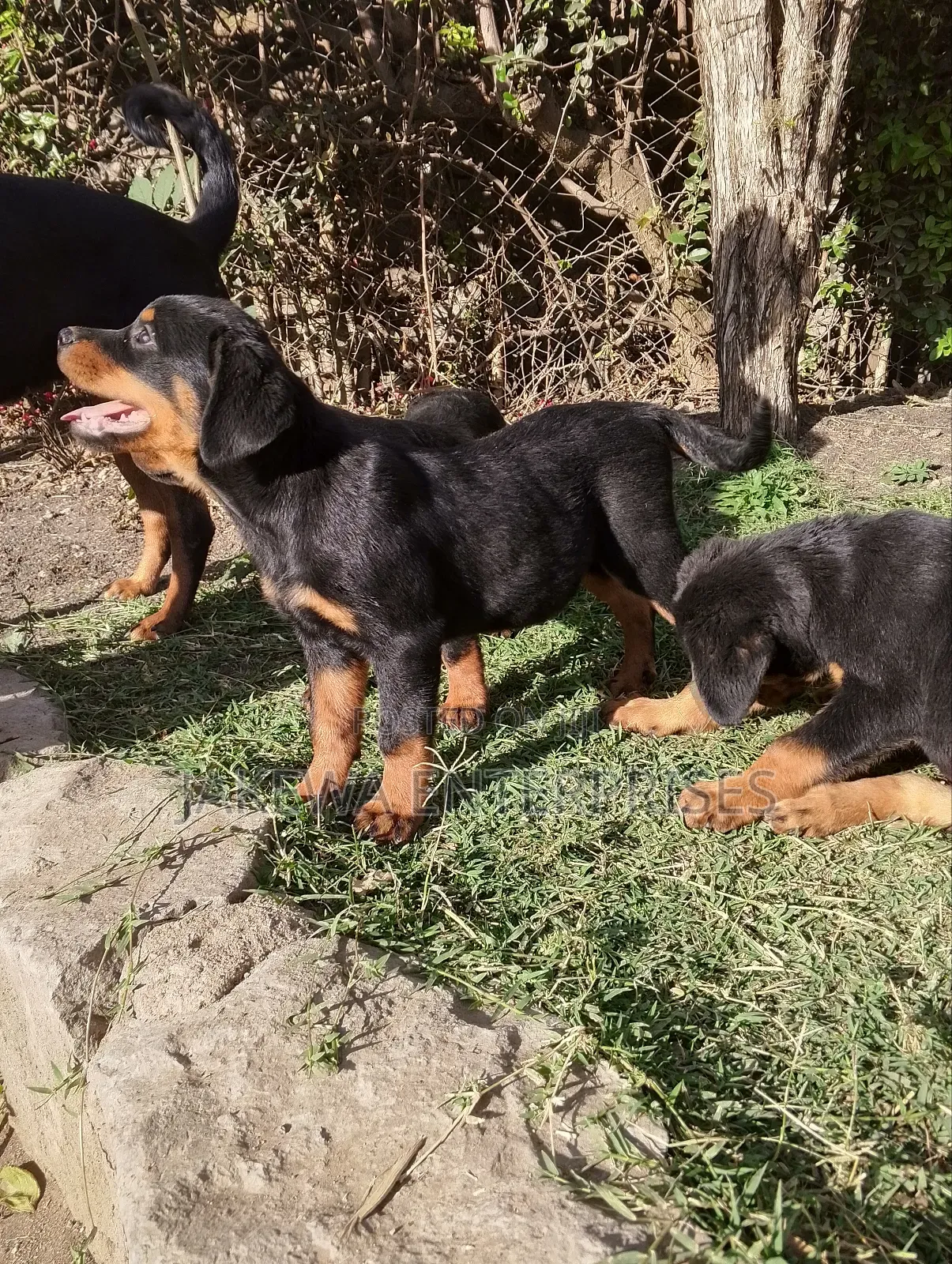 1-3 months Female Purebred Rottweiler