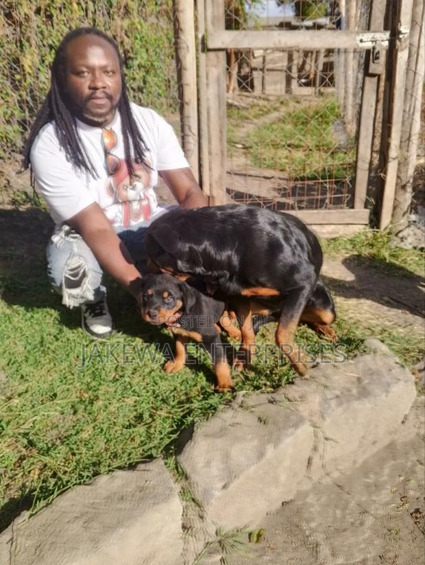 1-3 months Female Purebred Rottweiler