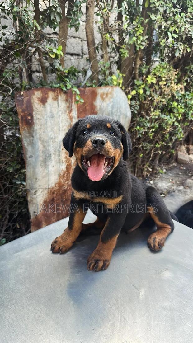 1-3 months Female Purebred Rottweiler - main view