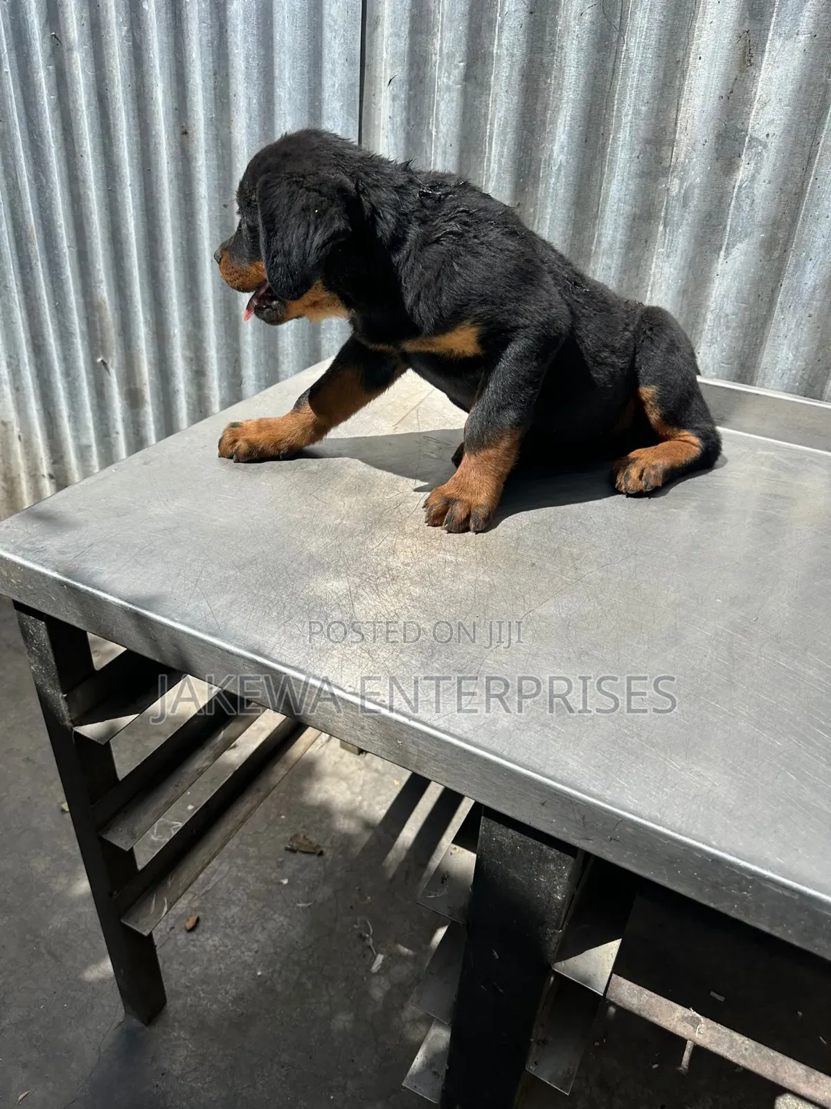 1-3 months Female Purebred Rottweiler