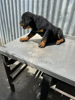 1-3 months Female Purebred Rottweiler