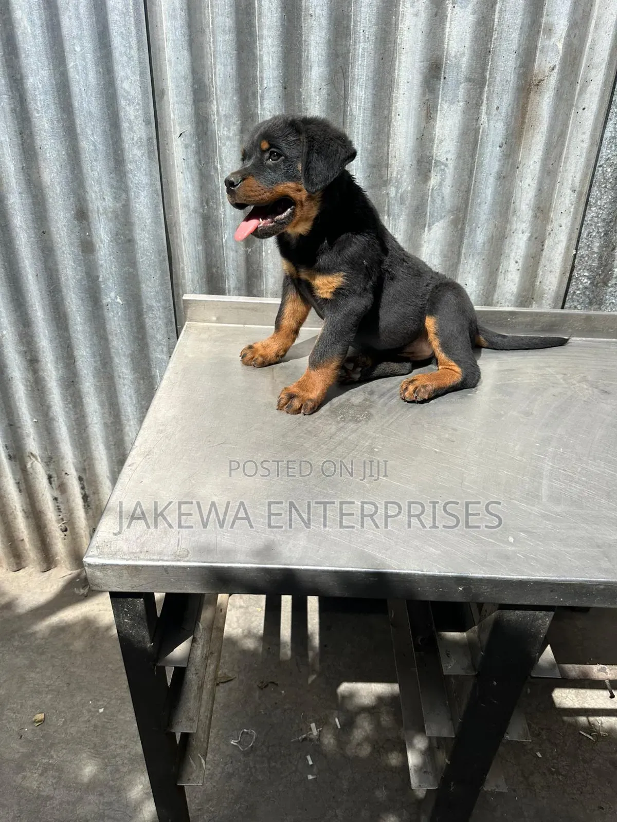 1-3 months Male Purebred Rottweiler