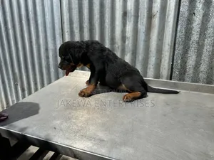 1-3 months Male Purebred Rottweiler