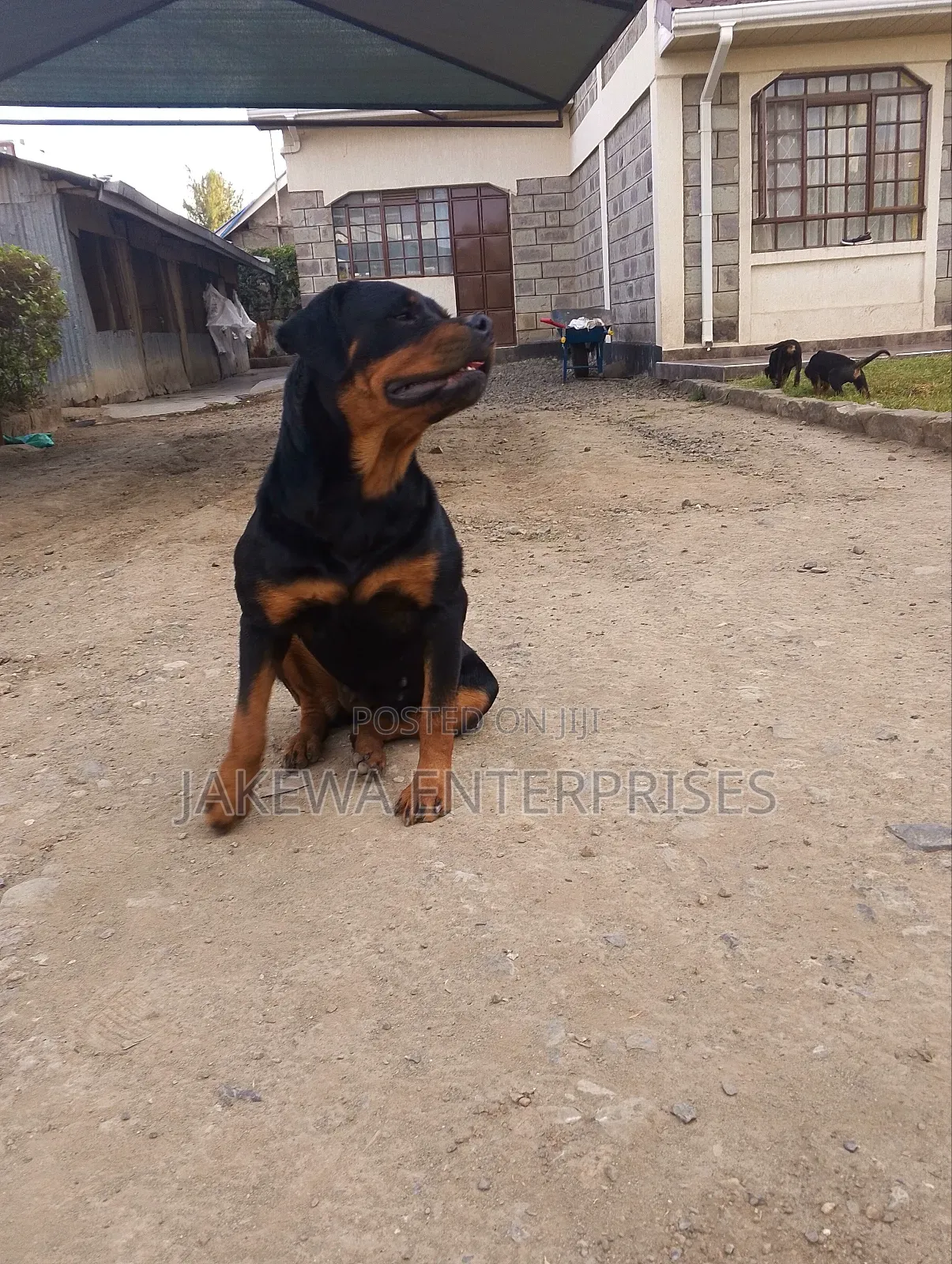 1-3 months Female Purebred Rottweiler