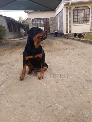 1-3 months Female Purebred Rottweiler