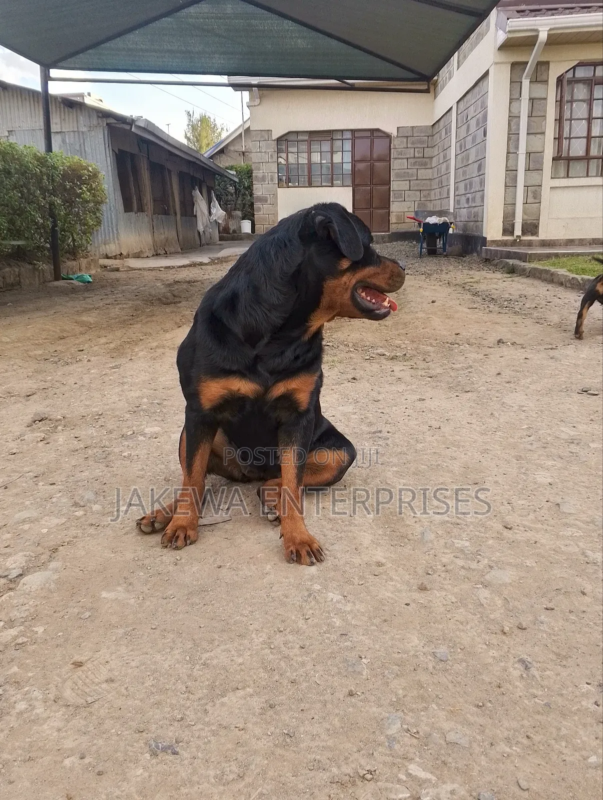 1-3 months Female Purebred Rottweiler