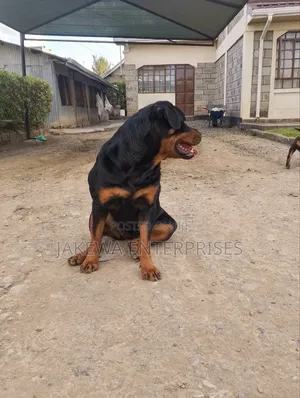 1-3 months Female Purebred Rottweiler