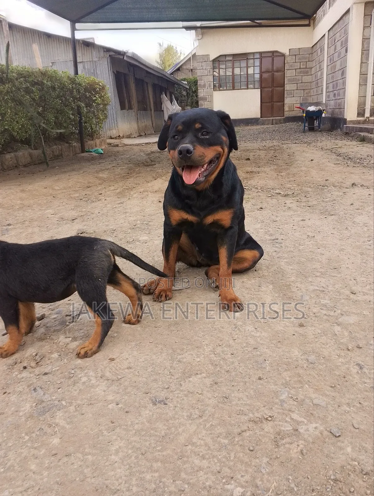 1-3 months Female Purebred Rottweiler