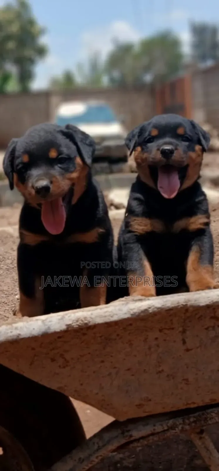 1-3 months Female Purebred Rottweiler