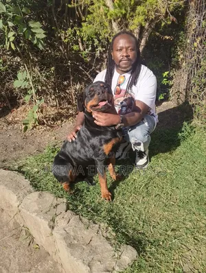 1-3 months Male Purebred Rottweiler