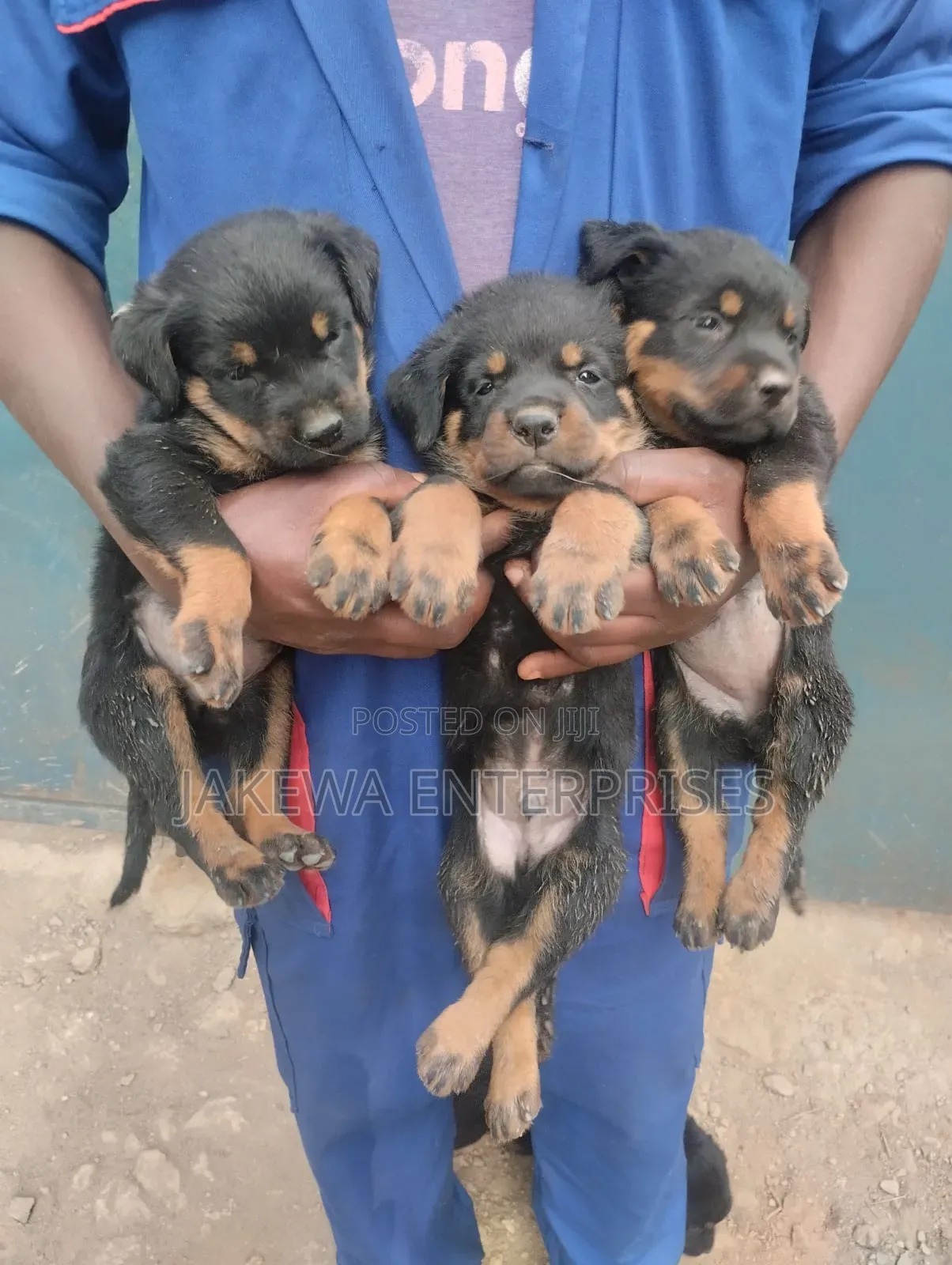 1-3 months Male Purebred Rottweiler