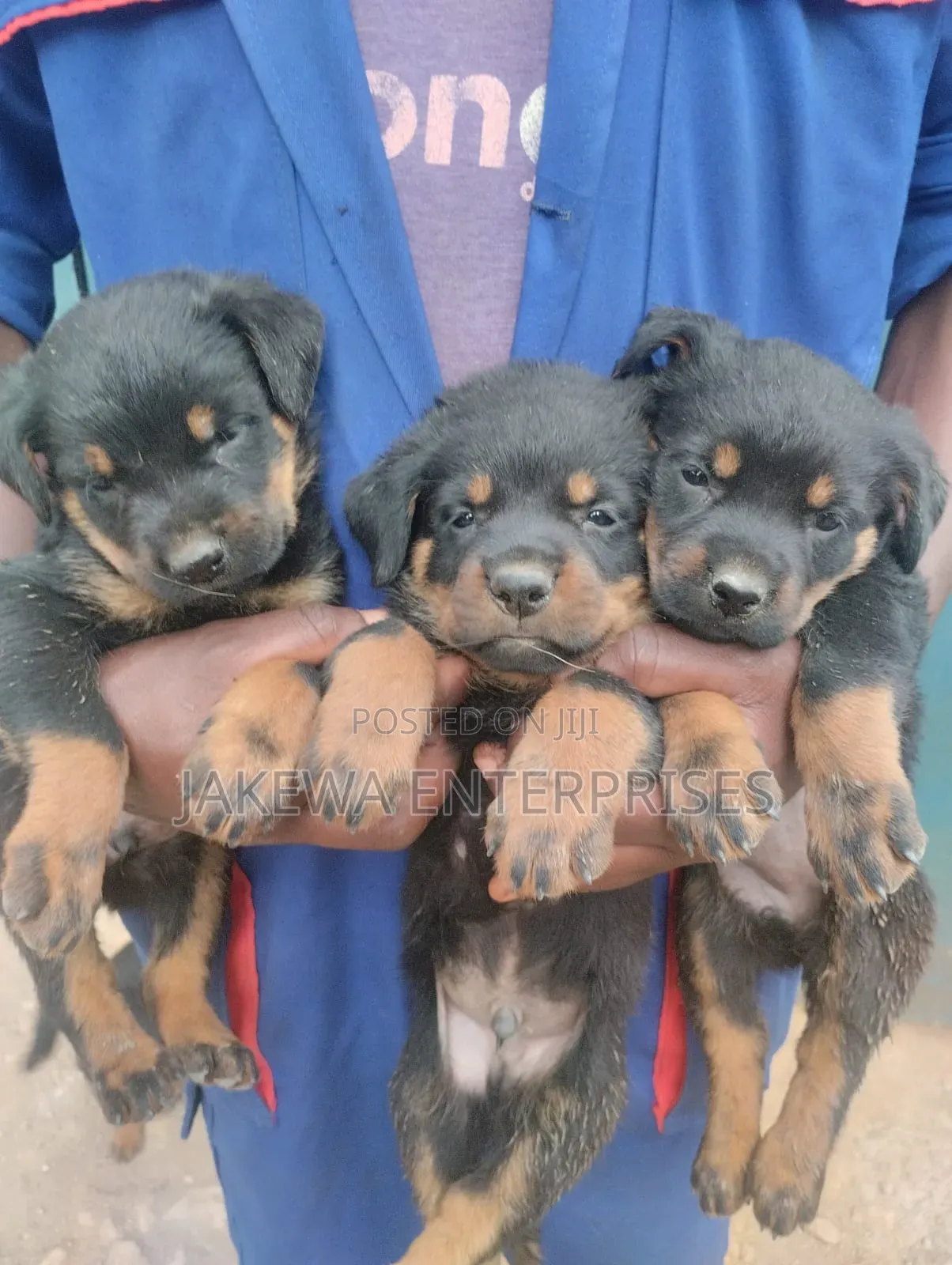1-3 months Female Purebred Rottweiler