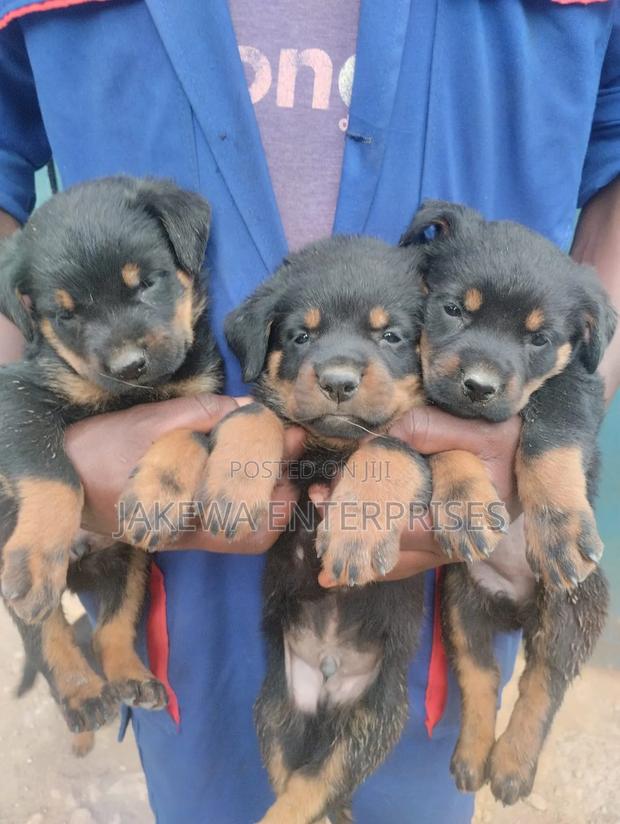 1-3 months Female Purebred Rottweiler