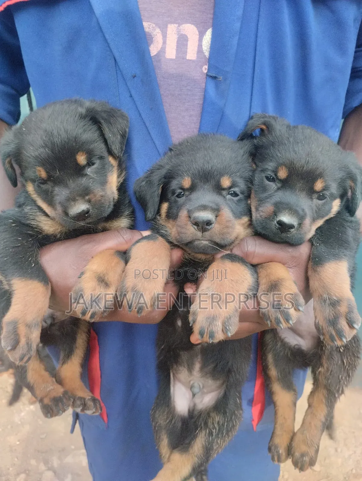 1-3 months Male Purebred Rottweiler