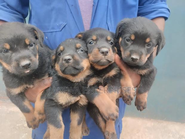 1-3 months Female Purebred Rottweiler - main view