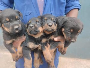 1-3 months Female Purebred Rottweiler - thumbnail 2
