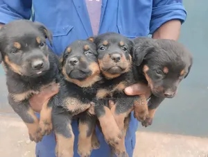 1-3 months Female Purebred Rottweiler
