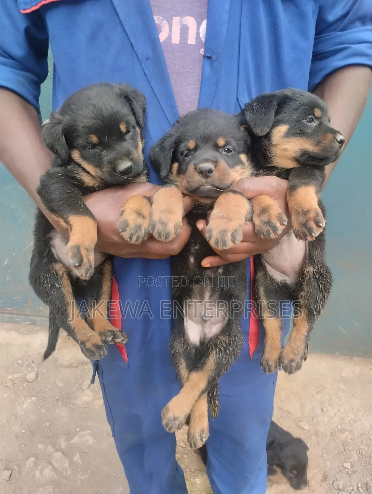 1-3 months Male Purebred Rottweiler