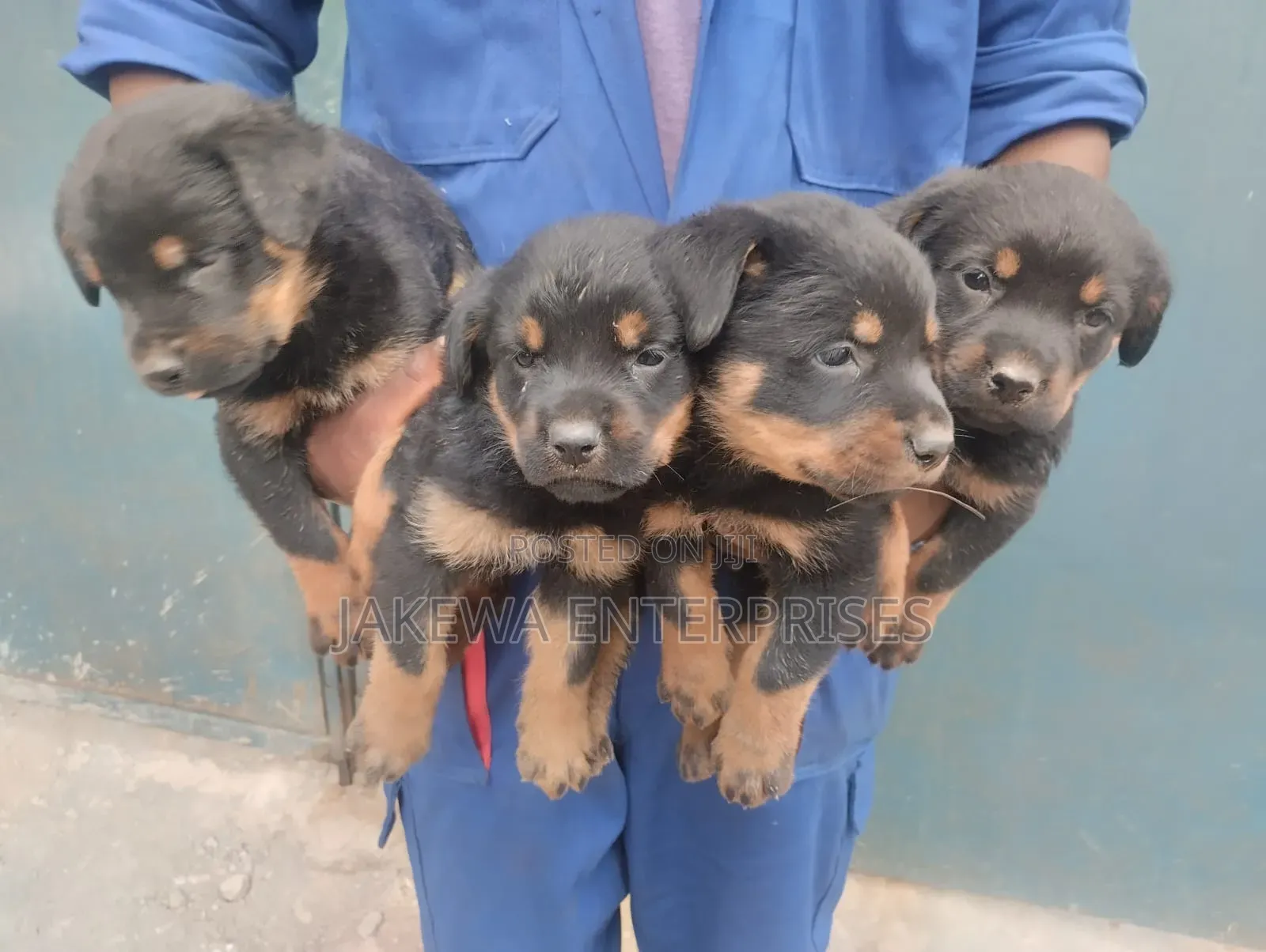 1-3 months Female Purebred Rottweiler