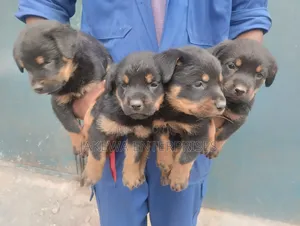 1-3 months Female Purebred Rottweiler