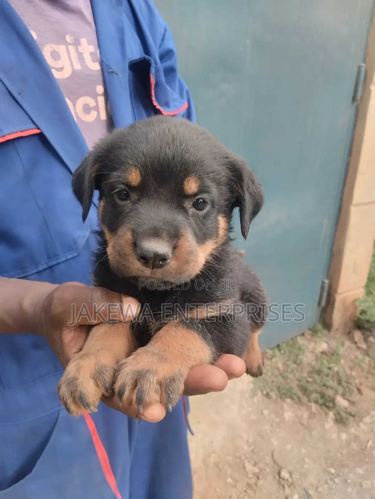 1-3 months Male Purebred Rottweiler