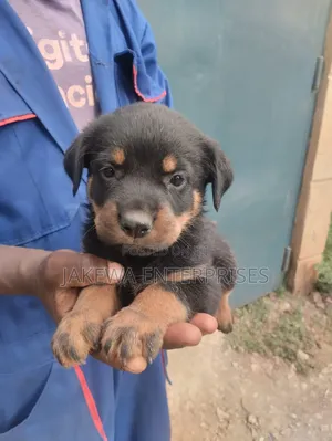 1-3 months Male Purebred Rottweiler