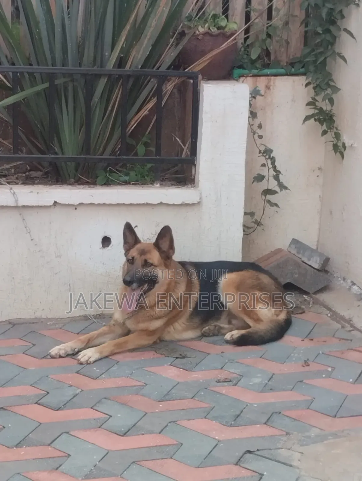 1+ year Female Purebred German Shepherd