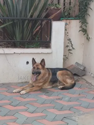 1+ year Female Purebred German Shepherd