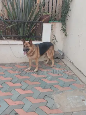 1+ year Female Purebred German Shepherd