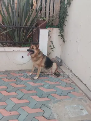 1+ year Female Purebred German Shepherd