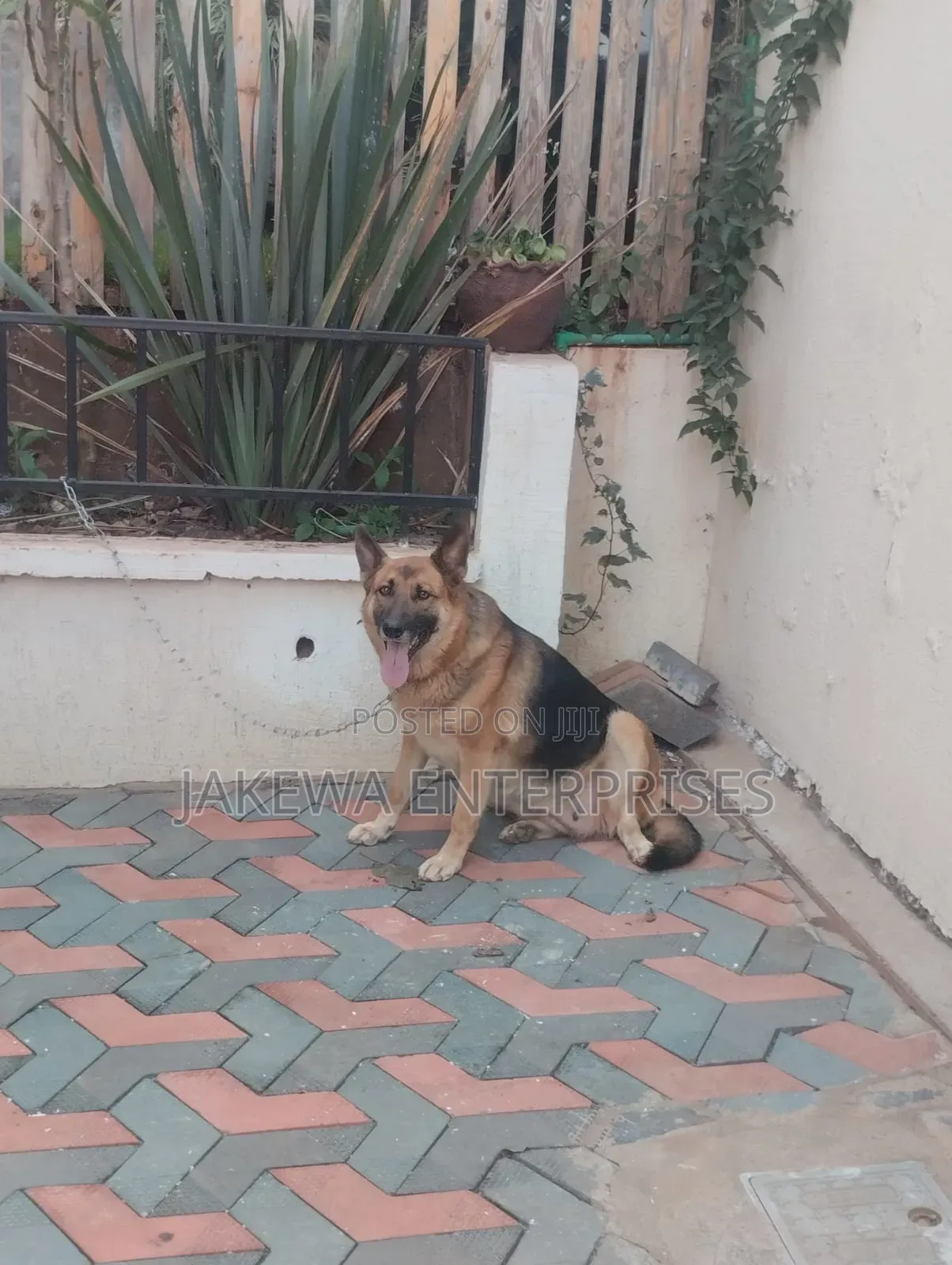 1+ year Female Purebred German Shepherd