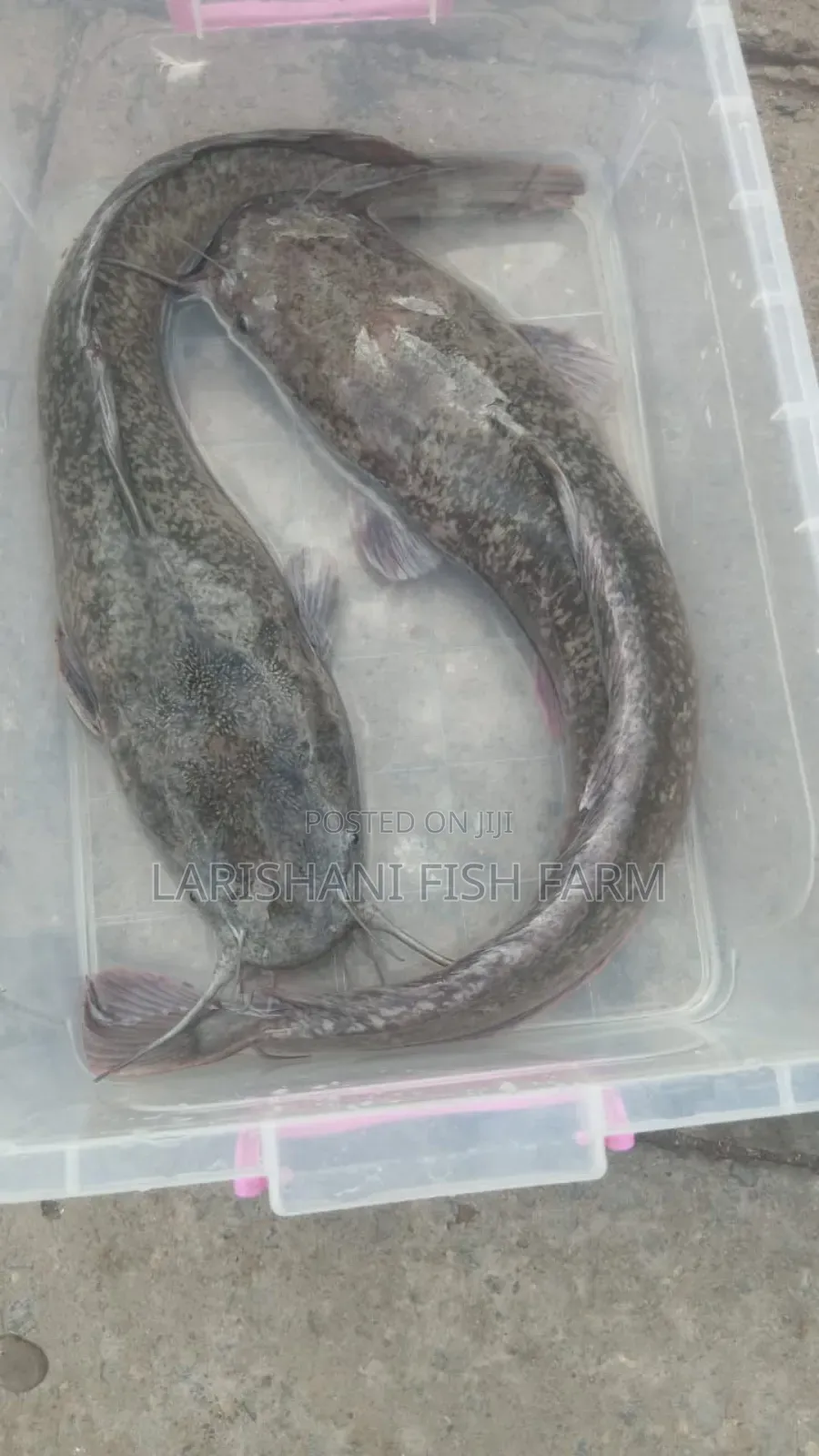 Live Catfish